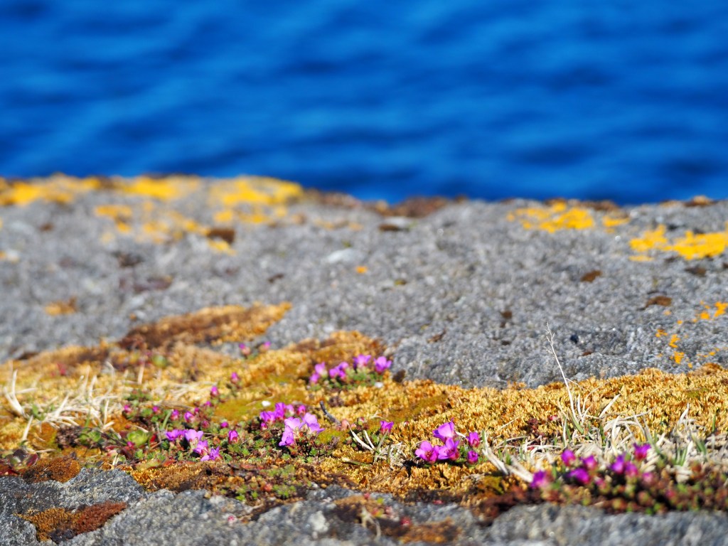 Vår i fjære. Rødsildre og mose.