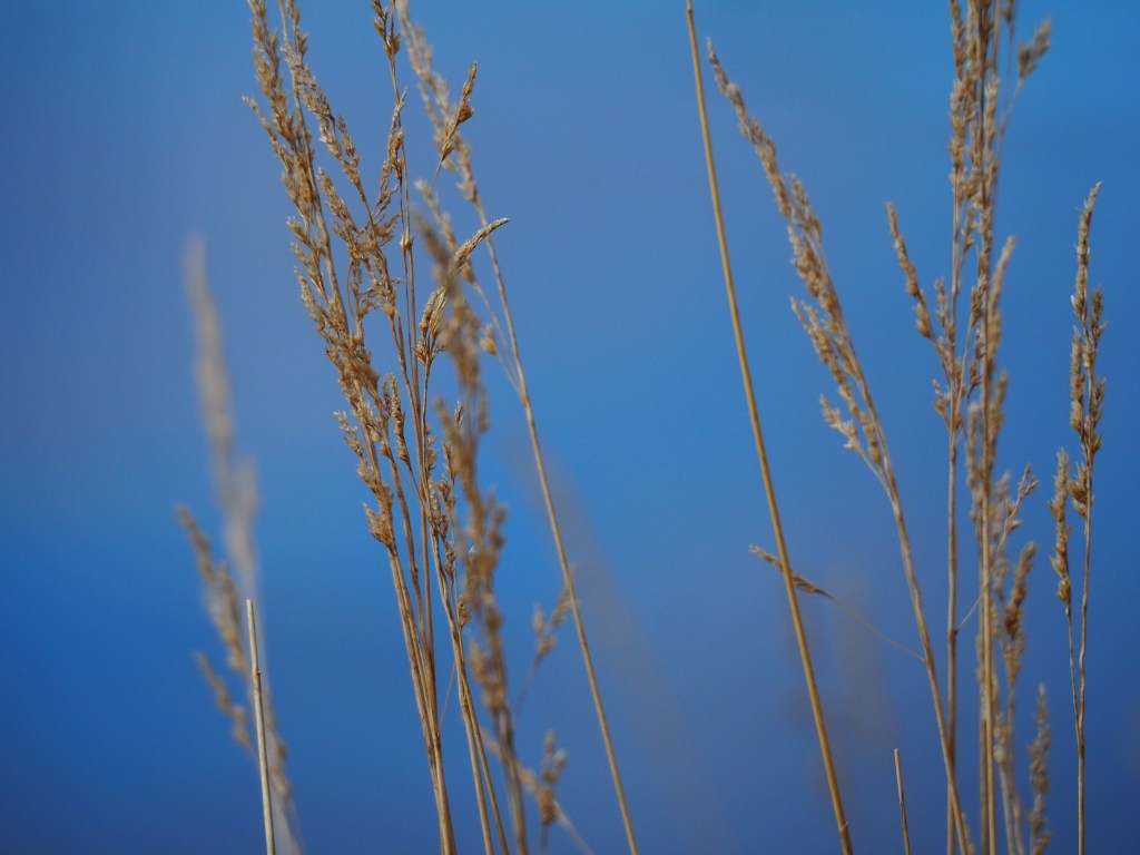 Gule strå mot blå himmel.