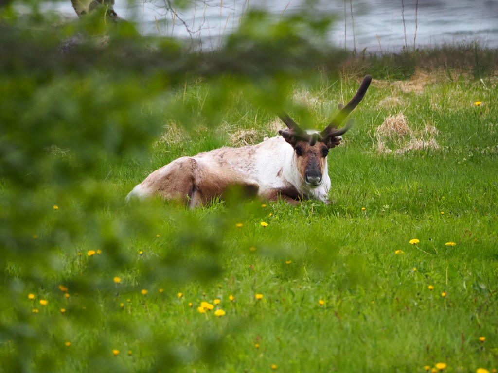 Reinsdyr i gresset.