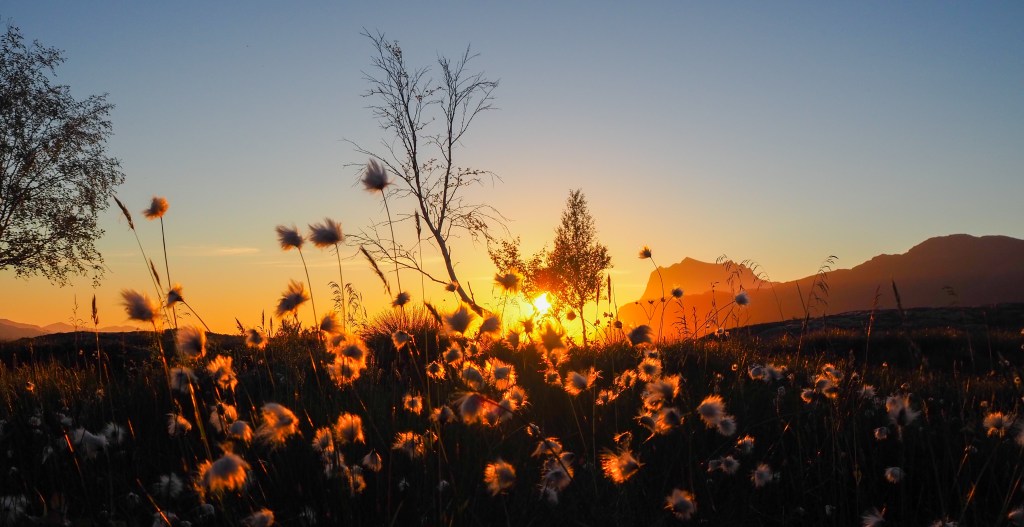 Myrull i solnedgang i Sørfjorden i Rødøy. Helgelandskysten er vakker. Fotografi.