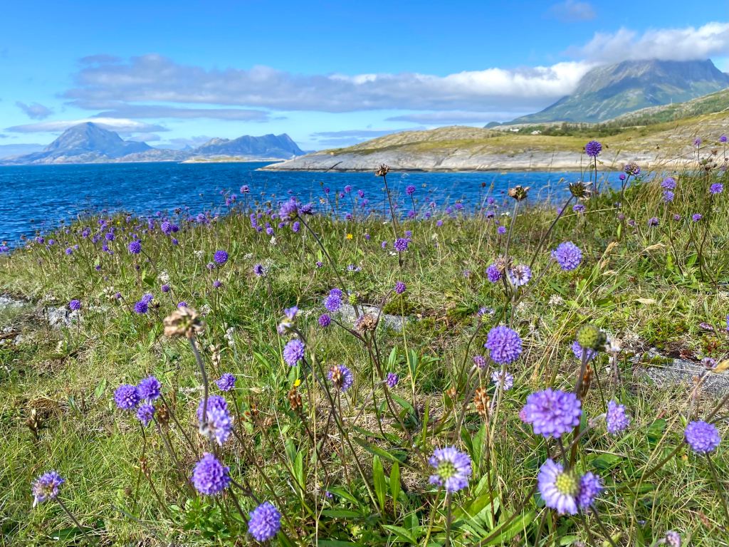 Nordavindssommer i Lurøy.
