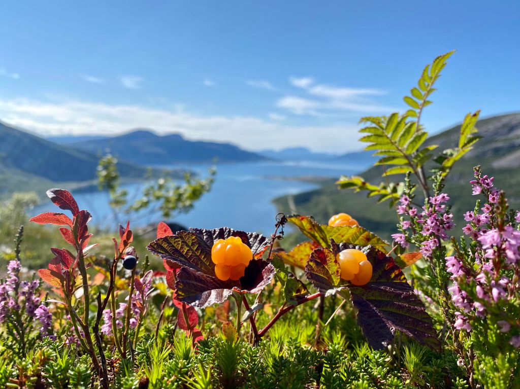 Multer på toppen av fjellet Hatten i lurøy.