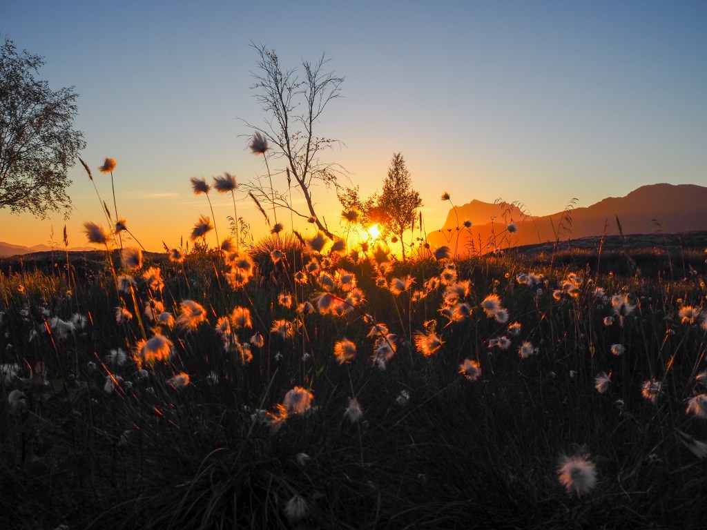 Myrull i solnedgang, veggbilder 